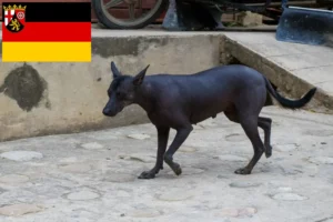 Read more about the article Peruvian Hairless Dog Breeder and Puppies in Rhineland-Palatinate