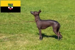 Read more about the article Peruvian Hairless Dog Breeder and Puppies in Saxony-Anhalt