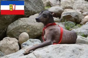 Read more about the article Peruvian Hairless Dog Breeder and Puppies in Schleswig-Holstein