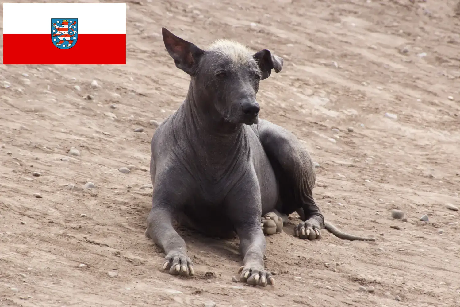 Read more about the article Peruvian Hairless Dog Breeder and Puppies in Thuringia