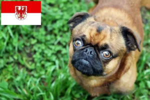 Read more about the article Petit Brabançon breeders and puppies in Brandenburg