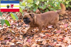 Read more about the article Petit Brabançon breeders and puppies in Mecklenburg-Vorpommern