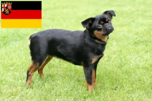 Read more about the article Petit Brabançon breeders and puppies in Rhineland-Palatinate