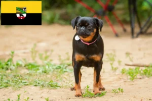 Read more about the article Petit Brabançon breeders and puppies in Saxony-Anhalt