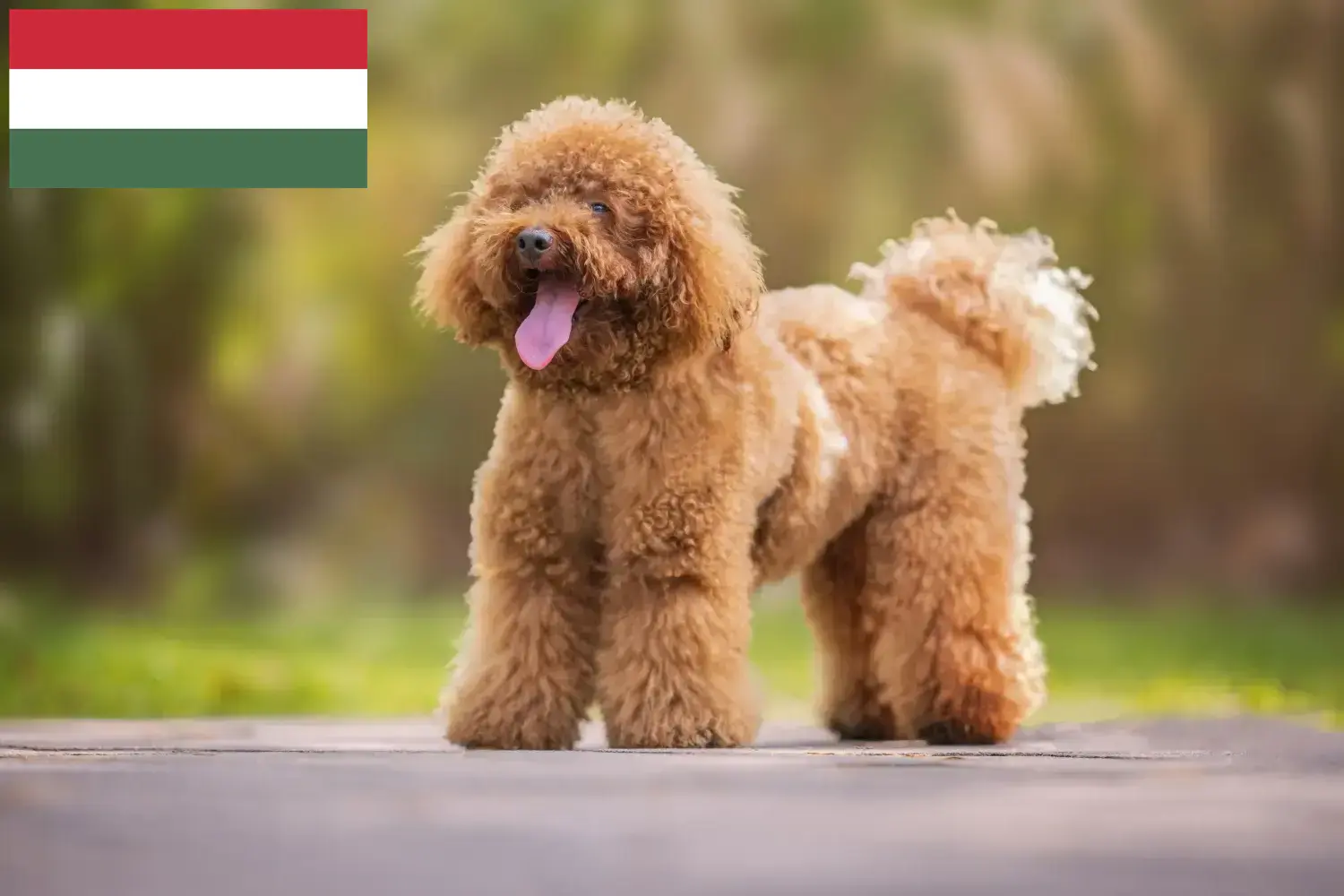 Poodle breeders and puppies in Hungary Dogweb