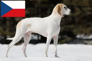 Read more about the article Porcelaine breeders and puppies in the Czech Republic