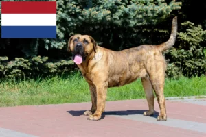 Read more about the article Presa Canario breeders and puppies in the Netherlands