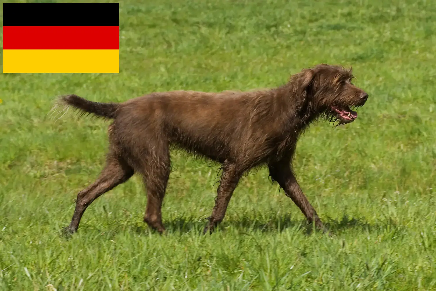 Read more about the article Pudelpointer breeders and puppies in Germany