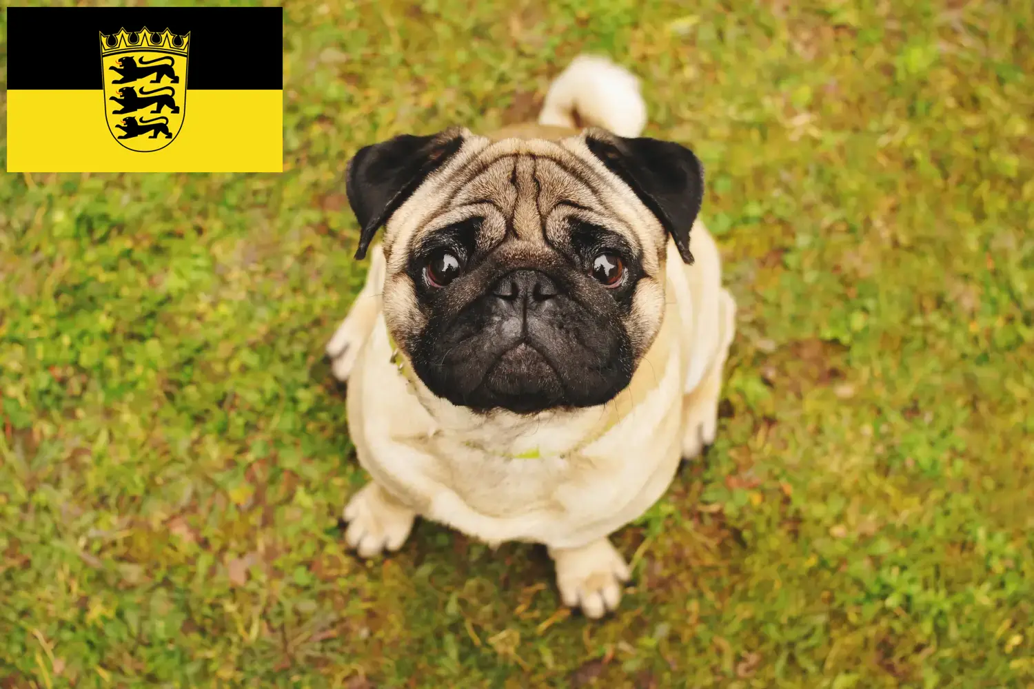 Read more about the article Pug breeders and puppies in Baden-Württemberg