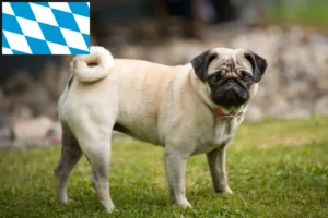 Read more about the article Pug breeders and puppies in Bavaria