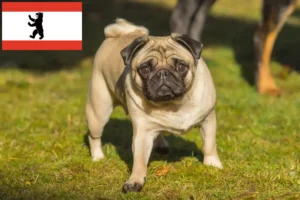 Read more about the article Pug breeders and puppies in Berlin