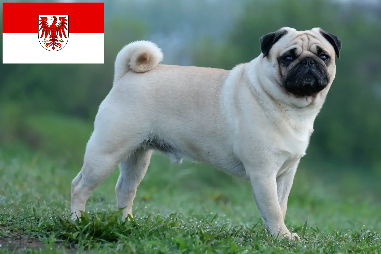 Pug breeders and puppies in Brandenburg - Dogweb.co.uk