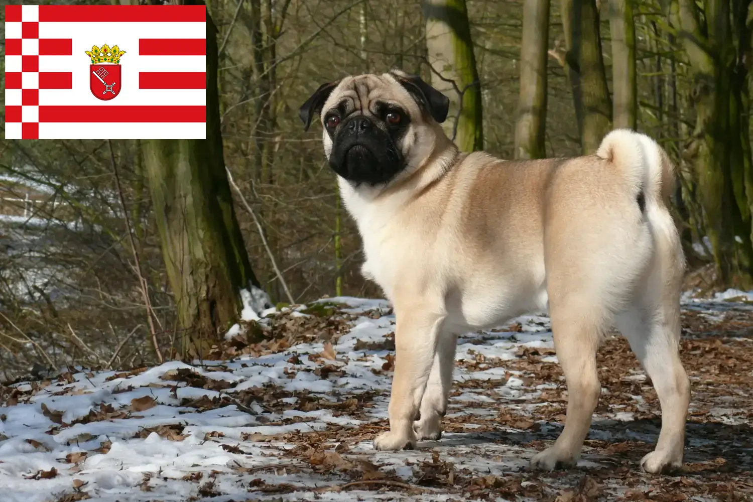 Read more about the article Pug breeder and puppies in Bremen