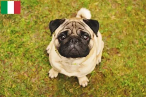 Read more about the article Pug breeders and puppies in Italy