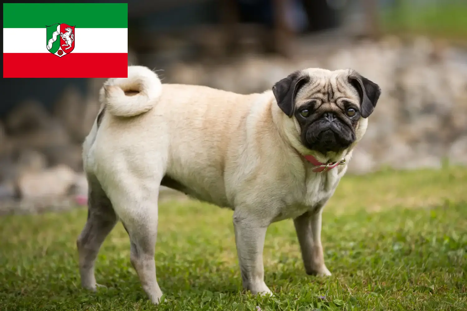 Read more about the article Pug breeders and puppies in North Rhine-Westphalia