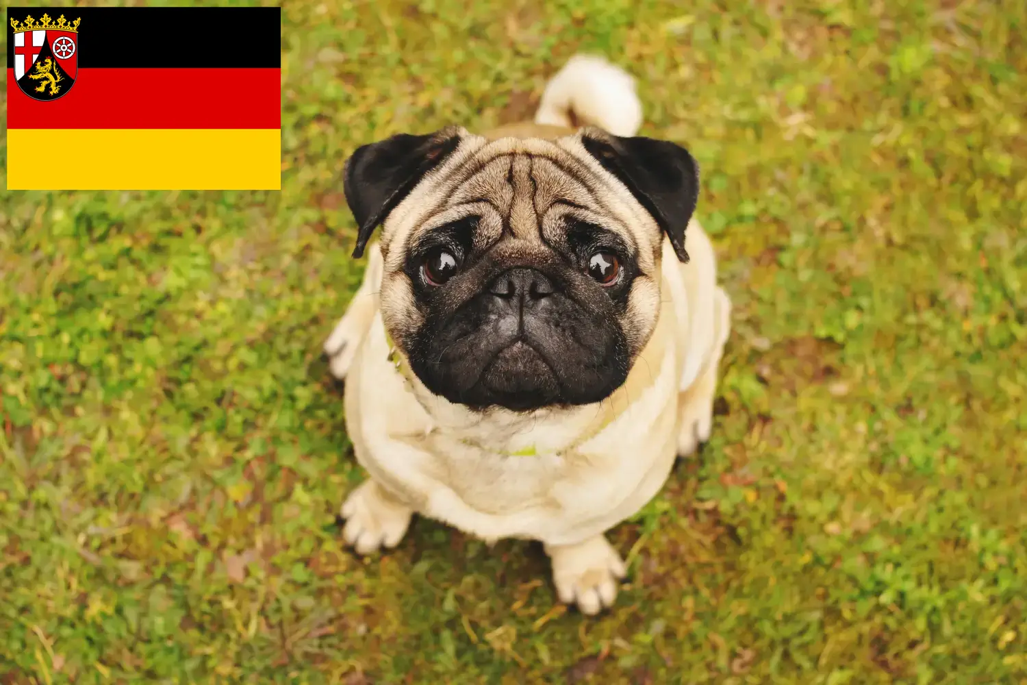 Read more about the article Pug breeders and puppies in Rhineland-Palatinate