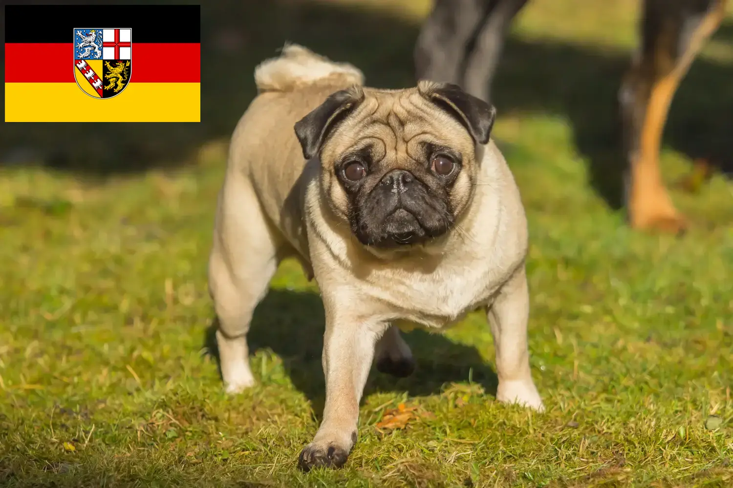 Read more about the article Pug breeders and puppies in Saarland