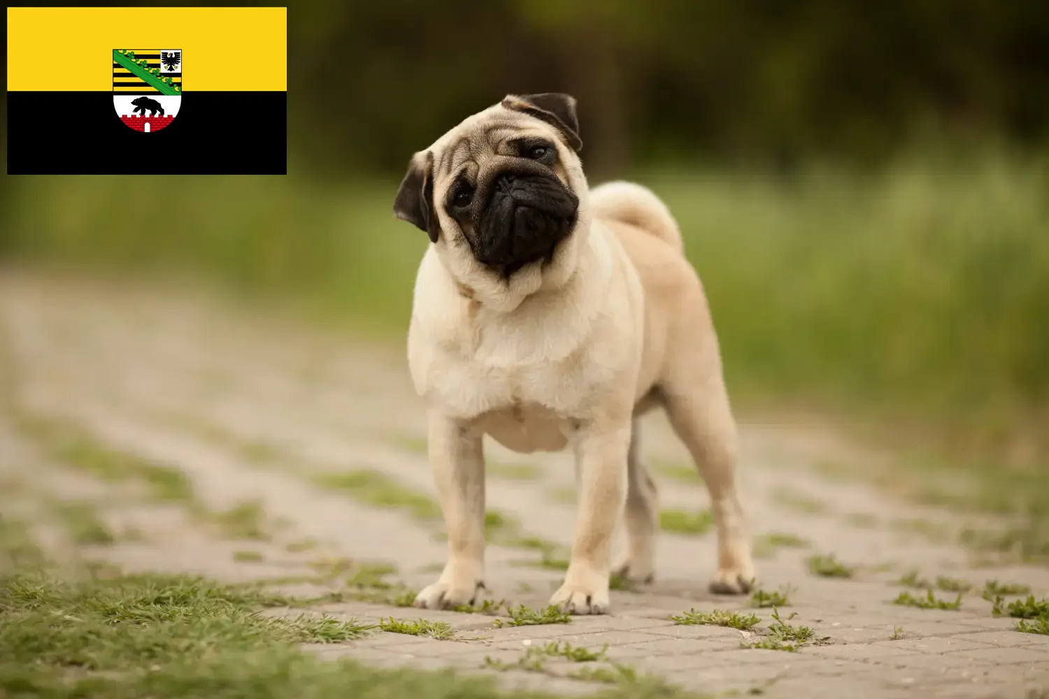 Read more about the article Pug breeders and puppies in Saxony-Anhalt