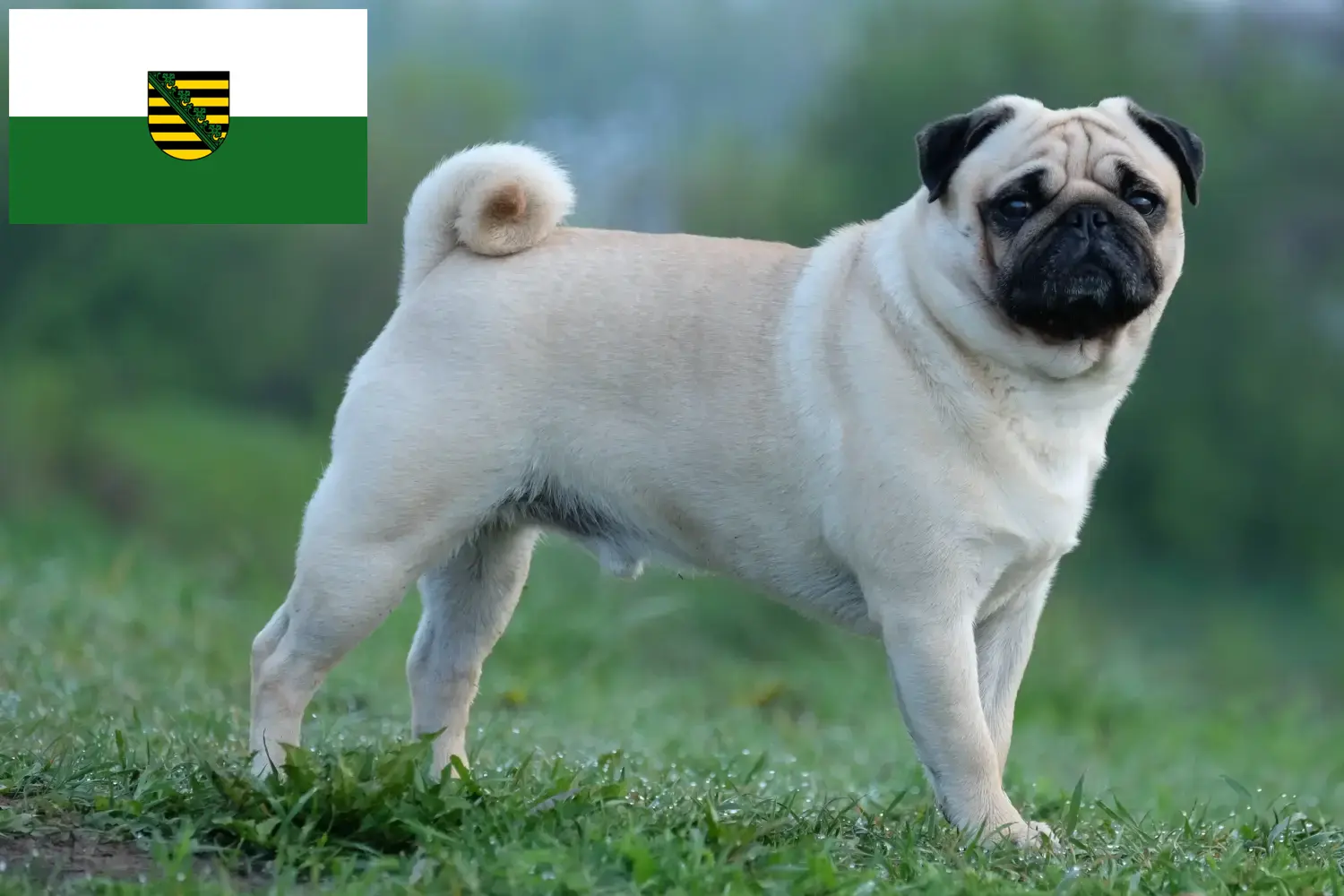 Read more about the article Pug breeders and puppies in Saxony