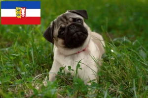 Read more about the article Pug breeders and puppies in Schleswig-Holstein