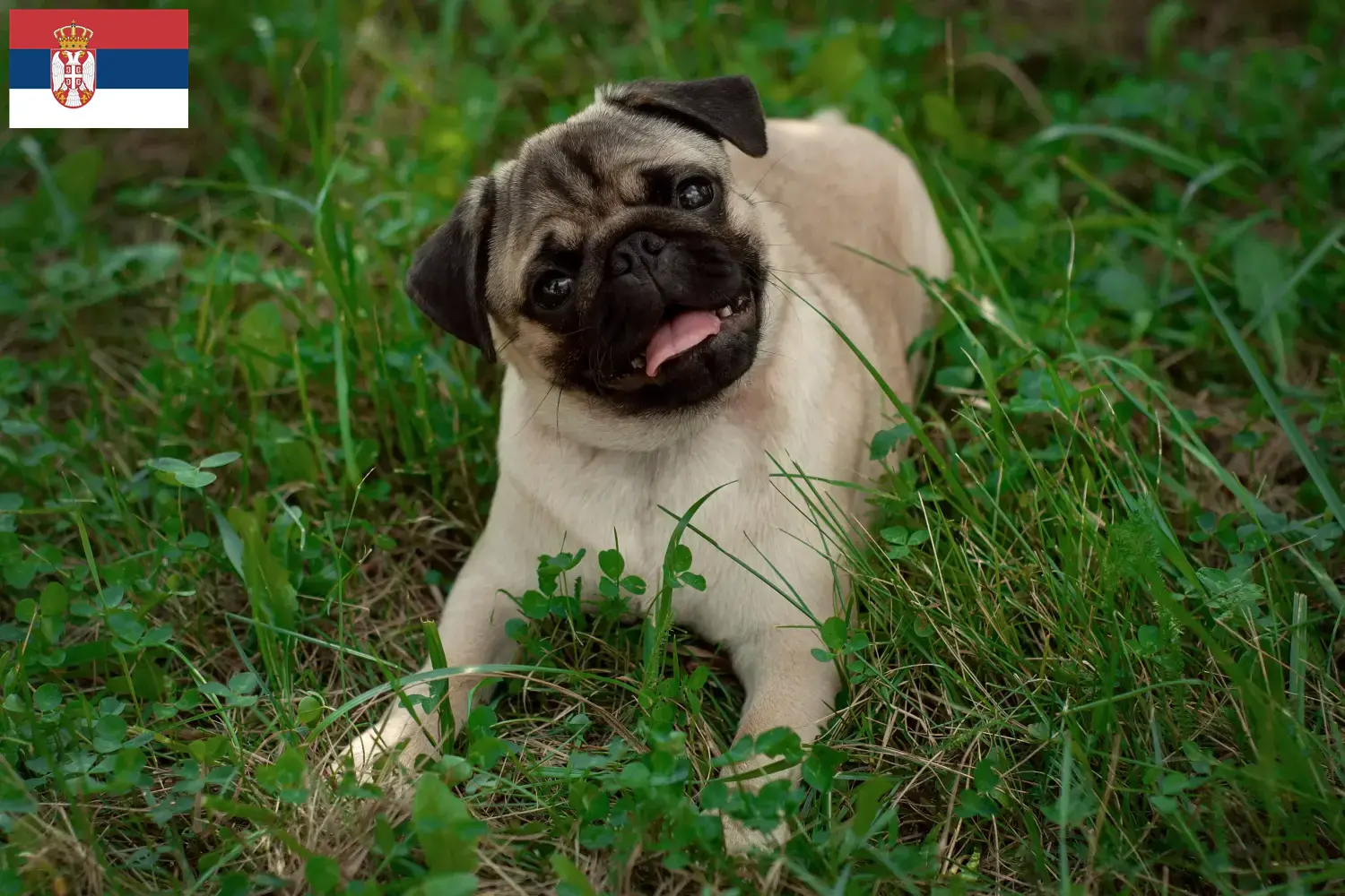 Read more about the article Pug breeders and puppies in Serbia