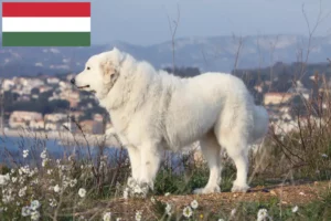 Read more about the article Pyrenean Mountain Dog Breeder and Puppies in Hungary