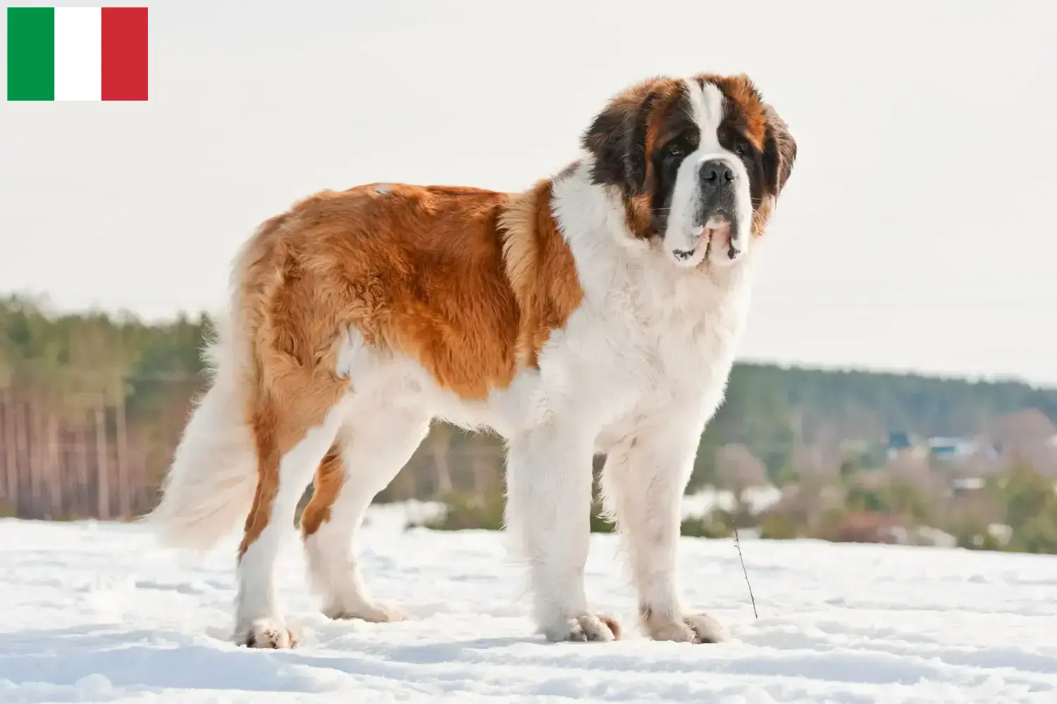 Read more about the article Saint Bernard breeders and puppies in Italy