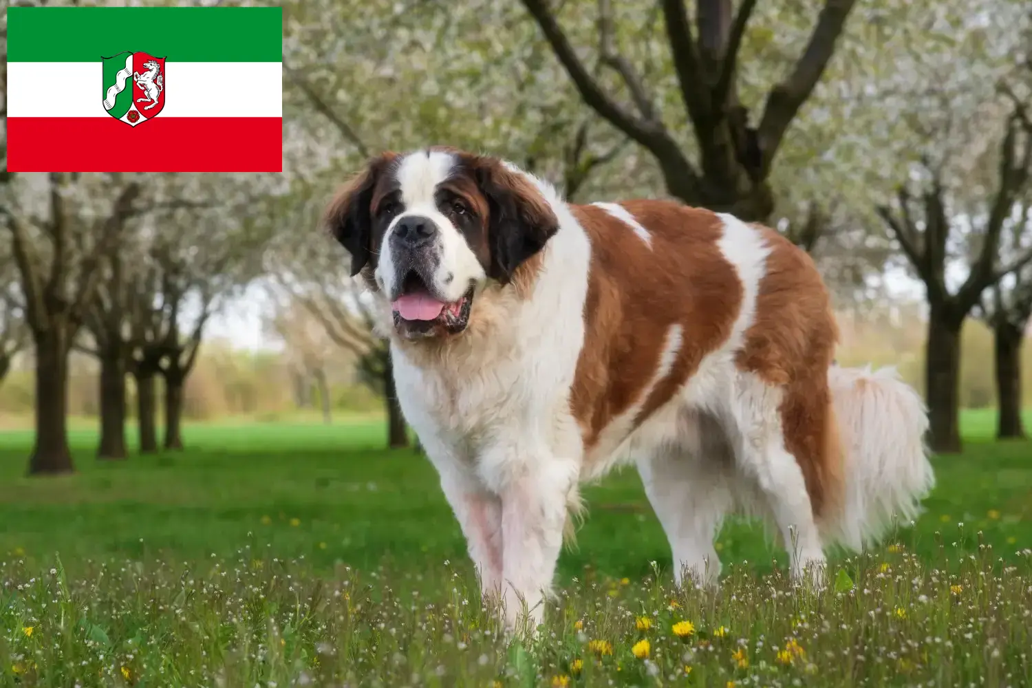 Read more about the article Saint Bernard breeders and puppies in North Rhine-Westphalia