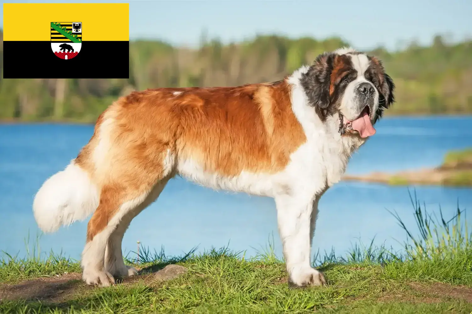 Read more about the article Saint Bernard breeders and puppies in Saxony-Anhalt