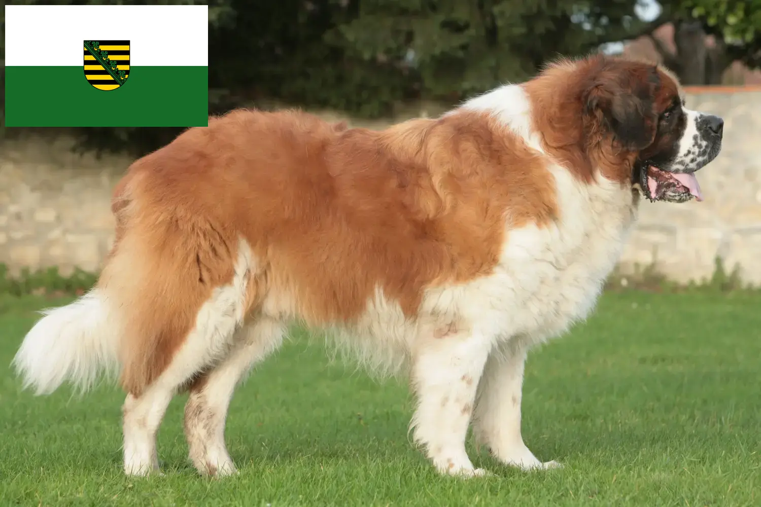 Read more about the article Saint Bernard breeders and puppies in Saxony