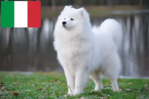 Read more about the article Samoyed breeders and puppies in Italy