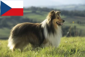 Read more about the article Sheltie breeders and puppies in the Czech Republic