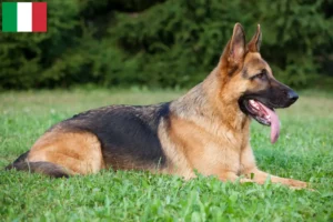 Read more about the article Shepherd dog breeders and puppies in Italy