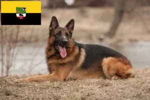 Read more about the article Shepherd dog breeders and puppies in Saxony-Anhalt