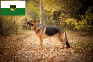 Read more about the article Shepherd dog breeders and puppies in Saxony