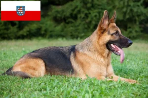 Read more about the article Shepherd dog breeders and puppies in Thuringia