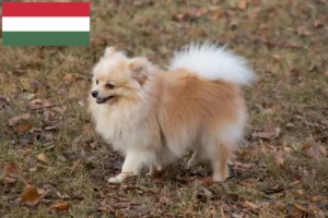 Read more about the article Spitz breeders and puppies in Hungary