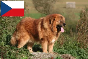 Read more about the article Tibetan Dog breeder and puppies in the Czech Republic