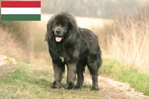 Read more about the article Tibetan Dog breeder and puppies in Hungary