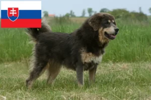 Read more about the article Tibetan Mastiff breeders and puppies in Slovakia