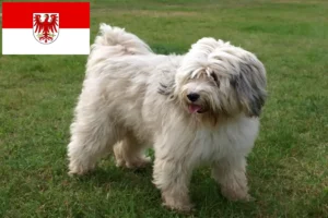 Read more about the article Tibetan Terrier breeders and puppies in Brandenburg