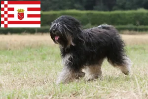 Read more about the article Tibetan Terrier Breeder and Puppies in Bremen