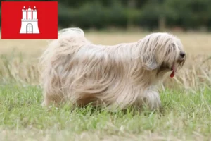 Read more about the article Tibetan Terrier breeders and puppies in Hamburg