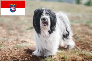 Read more about the article Tibetan Terrier breeders and puppies in Hessen