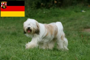 Read more about the article Tibetan Terrier breeders and puppies in Rhineland-Palatinate