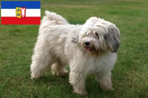 Read more about the article Tibetan Terrier breeders and puppies in Schleswig-Holstein