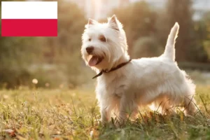 Read more about the article Westie breeders and puppies in Poland