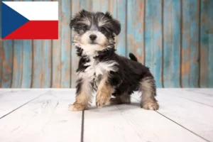 Read more about the article Yorkipoo breeders and puppies in the Czech Republic