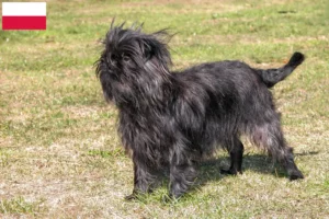 Read more about the article Affenpinscher breeders and puppies in Poland