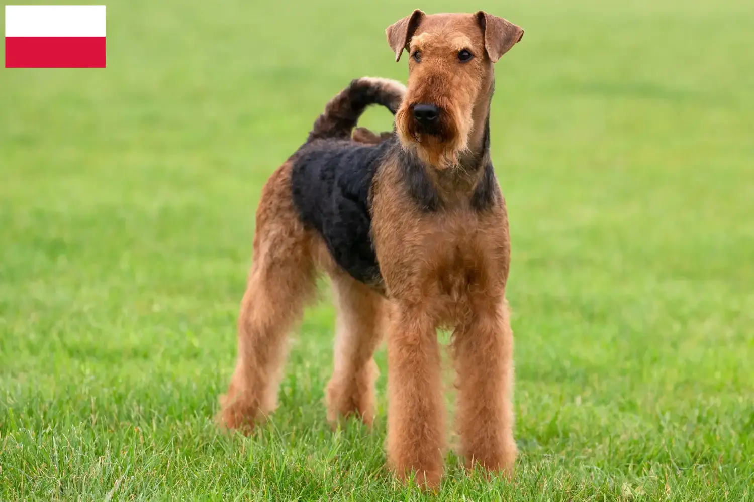Read more about the article Airedale Terrier breeders and puppies in Poland